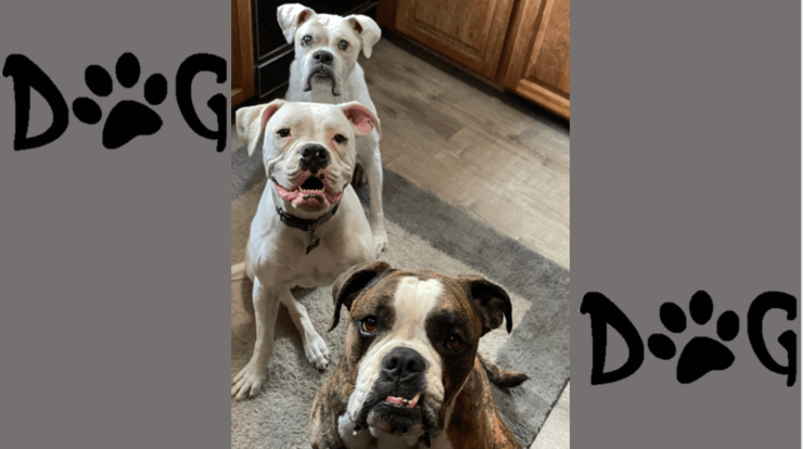 Dog Days Of CFDNR #NationalPuppyDay CrossFit DNR Fort Collins CO