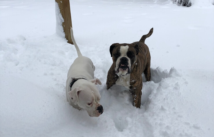 SNOWZILLA 2021. CrossFit DNR Fort Collins CO