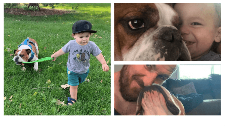 Welcome Home Franky! CrossFit DNR Fort Collins CO #Bulldog #DogRecuse