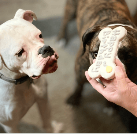 CrossFit DNR DOG DAD Justice the boxer 2nd Birthday Fort Collins Colorado #tripod