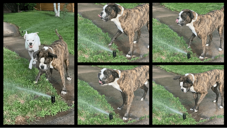 Summer Fun Bull Dogs and Boxers CrossFit DNR Best Gym In Fort Collins Best Gym In NoCo