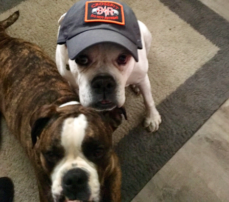 CrossFit DNR Best Gym In Fort Collins Best Coaches In Fort Collins Best Community Best Dogs Bulldogs bully breads Liberty and Klyde