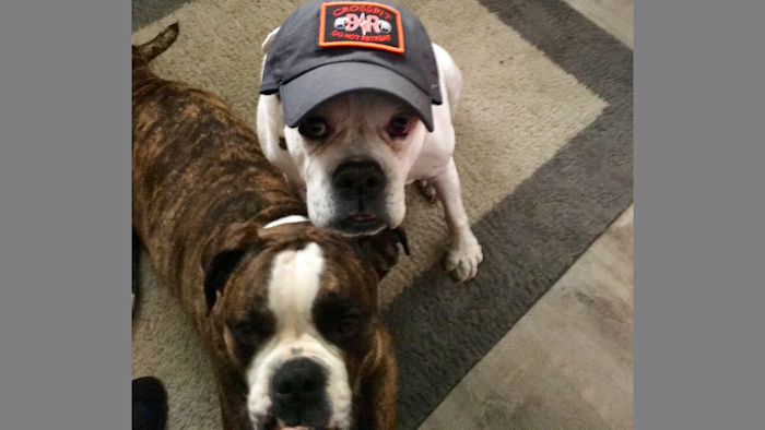 CrossFit DNR Best Gym In Fort Collins Best Coaches In Fort Collins Best Community Best Dogs Bulldogs bully breads Liberty and Klyde