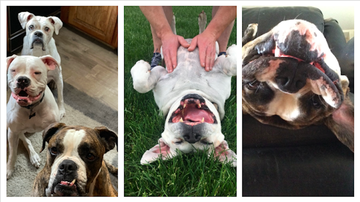 CrossFit DNR Best Gym In Fort Collins Best Coaches Best Athletes Best Community Best Programming Best Dogs