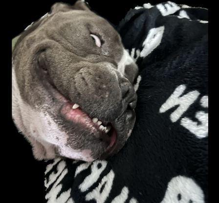 CrossFit DNR Best Gym In Fort Collins Voted Best CrossFit Gym In Northern Colorado, Best Coaches, Best Athletes, Best Facility, Best Programming, Locker Rooms, Showers, InBody Scan, Nutrition Coaching, Bodybuilding, Power Lifting, Olympic Lifting, HITT, Hyrox, 24 hour access